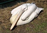 Pelican siting on shore near pond. Moscow zoo [IBR123774757]
