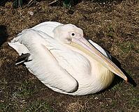 Pelicans siting on shore near pond. Moscow zoo [IBR123774758]