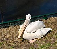 Pelican siting on shore near pond. Moscow zoo [IBR123774759]