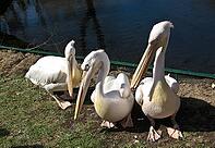 Pelicans siting on shore near pond. Moscow zoo [IBR123774760]