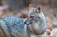 Indian jackal (Canis aureus indicus), a subspecies of the golden jackal, animal portrait, Kanha National Park, Tiger Reserve, Jabalpur, Madhya Pradesh, India [IBR123774763]