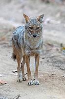 Indian jackal (Canis aureus indicus), a subspecies of the golden jackal, Kanha National Park, Tiger Reserve, Jabalpur, Madhya Pradesh, India [IBR123774765]