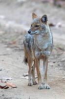 Indian jackal (Canis aureus indicus), a subspecies of the golden jackal, Kanha National Park, Tiger Reserve, Jabalpur, Madhya Pradesh, India [IBR123774767]