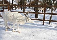 White deer standing on snow on deer's farm in forest, farm Northern deer, village Antziverovo, Moscow region, Russia [IBR123774770]