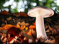 Mushroom Clouded funnel fungus (Lepista nebularis), Blurred background, North Rhine-Westphalia, Germany [IBR123774783]