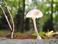 Mushroom slime mould (Oudemansiella), blurred background, North Rhine-Westphalia, Germany [IBR123774784]