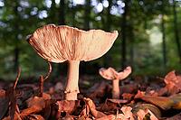 Mushroom pearl mushroom (Amanita rubescens), blurred background, North Rhine-Westphalia, Germany [IBR123774785]