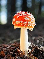 Small fly agaric (Amanita muscaria), blurred background, North Rhine-Westphalia, Germany [IBR123774789]