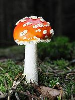 Small fly agaric (Amanita muscaria), blurred background, North Rhine-Westphalia, Germany [IBR123774790]