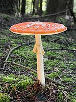 Red fly agaric (Amanita muscaria), blurred background, North Rhine-Westphalia, Germany [IBR123774791]