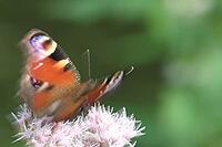 Peacock butterfly (Inachis io), Kempen, North Rhine-Westphalia, Germany [IBR123790051]