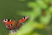 Peacock butterfly (Inachis io), Kempen, North Rhine-Westphalia, Germany [IBR123790052]