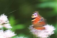 Peacock butterfly (Inachis io), Kempen, North Rhine-Westphalia, Germany [IBR123790053]