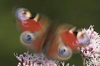 Peacock butterfly (Inachis io), Kempen, North Rhine-Westphalia, Germany [IBR123790054]