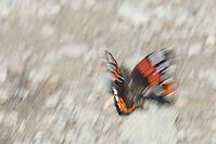 Admiral (Vanessa atalanta), Kempen, North Rhine-Westphalia, Germany [IBR123790055]