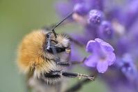Field bumblebee (Bombus pascuorum) on lavender (Lavandula), Kempen, North Rhine-Westphalia, Germany [IBR123790056]