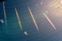 Spider web against light, Kempen, North Rhine-Westphalia, Germany [IBR123790058]