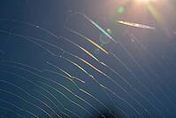 Spider web against light, Kempen, North Rhine-Westphalia, Germany [IBR123790059]