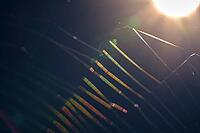 Spider web against light, Kempen, North Rhine-Westphalia, Germany [IBR123790060]