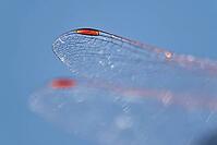 Detail of dragonfly wings, Kempen, North Rhine-Westphalia, Germany [IBR123790061]