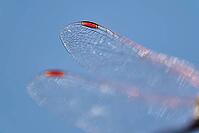 Detail of dragonfly wings, Kempen, North Rhine-Westphalia, Germany [IBR123790062]