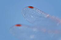 Detail of dragonfly wings, Kempen, North Rhine-Westphalia, Germany [IBR123790064]