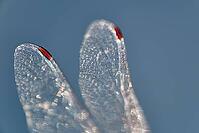 Detail of dragonfly wings, Kempen, North Rhine-Westphalia, Germany [IBR123790066]