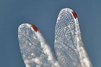 Detail of dragonfly wings, Kempen, North Rhine-Westphalia, Germany [IBR123790067]