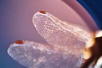 Detail of dragonfly wings, Kempen, North Rhine-Westphalia, Germany [IBR123790068]