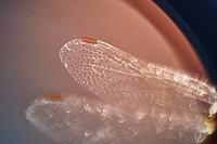 Detail of dragonfly wings, Kempen, North Rhine-Westphalia, Germany [IBR123790069]