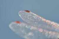 Detail of dragonfly wings, Kempen, North Rhine-Westphalia, Germany [IBR123790070]