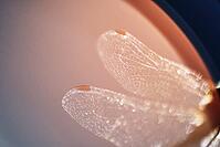 Detail of dragonfly wings, Kempen, North Rhine-Westphalia, Germany [IBR123790071]