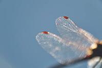 Detail of dragonfly wings, Kempen, North Rhine-Westphalia, Germany [IBR123790073]