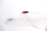 Detail of dragonfly wings, Kempen, North Rhine-Westphalia, Germany [IBR123790074]