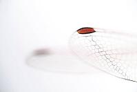 Detail of dragonfly wings, Kempen, North Rhine-Westphalia, Germany [IBR123790076]