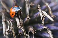 Seven-spot ladybird (Coccinella septempunctata), on globe thistle (Echinops), Kempen, North Rhine-Westphalia, Germany [IBR123790077]