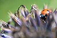 Seven-spot ladybird (Coccinella septempunctata), on globe thistle (Echinops), Kempen, North Rhine-Westphalia, Germany [IBR123790081]