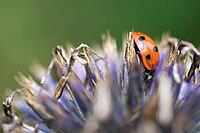 Seven-spot ladybird (Coccinella septempunctata), on globe thistle (Echinops), Kempen, North Rhine-Westphalia, Germany [IBR123790082]
