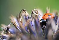 Seven-spot ladybird (Coccinella septempunctata), on globe thistle (Echinops), Kempen, North Rhine-Westphalia, Germany [IBR123790083]
