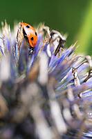 Seven-spot ladybird (Coccinella septempunctata), on globe thistle (Echinops), Kempen, North Rhine-Westphalia, Germany [IBR123790084]