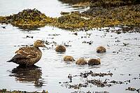Common Eider hen with ducklings [IBR123790086]