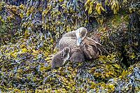 Common Eider hen with ducklings [IBR123790088]