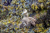 Common Eider hen with ducklings [IBR123790090]
