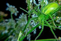 Micrommata virescen ore Green huntsman spider [IBR123790093]