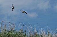 Sand martins (Riparia riparia) flying over a meadow, Greifswald, Mecklenburg-Western Pomerania, Germany [IBR123790094]