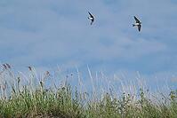 Sand martins (Riparia riparia) flying over a meadow, Greifswald, Mecklenburg-Western Pomerania, Germany [IBR123790095]