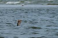 Sand martin (Riparia riparia) flying over the water, Greifswald, Mecklenburg-Western Pomerania, Germany [IBR123790096]