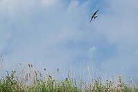 Sand martin (Riparia riparia) flying over a meadow, Greifswald, Mecklenburg-Western Pomerania, Germany [IBR123790097]