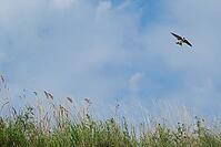 Sand martin (Riparia riparia) flying over a meadow, Greifswald, Mecklenburg-Western Pomerania, Germany [IBR123790098]