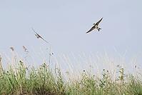 Sand martins (Riparia riparia) flying over a meadow, Greifswald, Mecklenburg-Western Pomerania, Germany [IBR123790100]